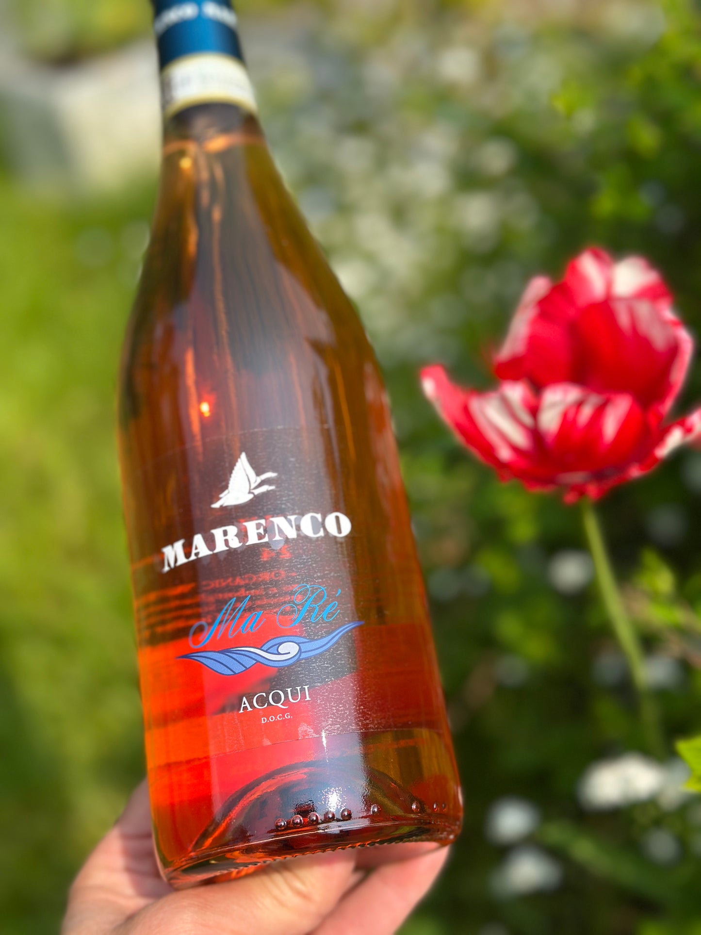 2024 Brachetto D'Acqui Secco – kuiv rose