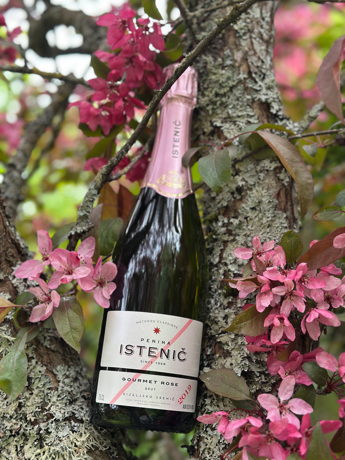2019 Gourmet Rose