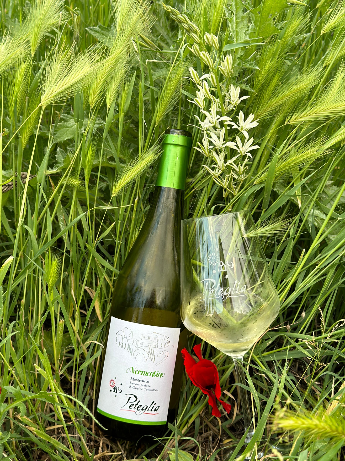 2024 Vermentino Montecucco DOC Peteglia
