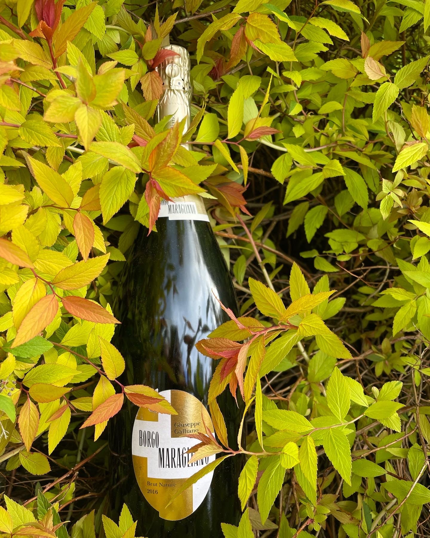 2019 Giuseppe Galliano Brut Nature VSQ